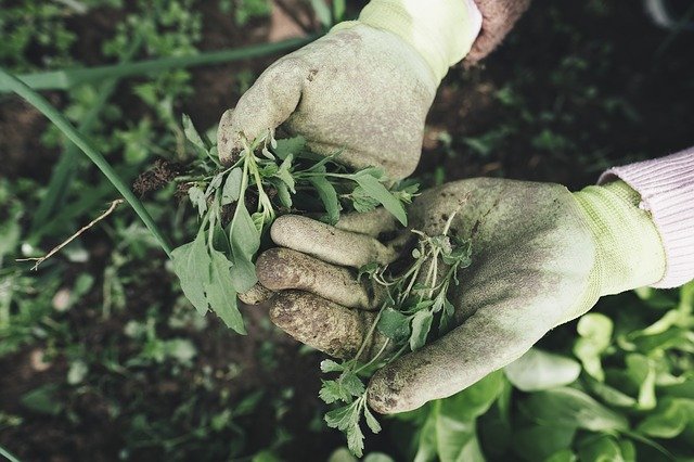 weeds in hand